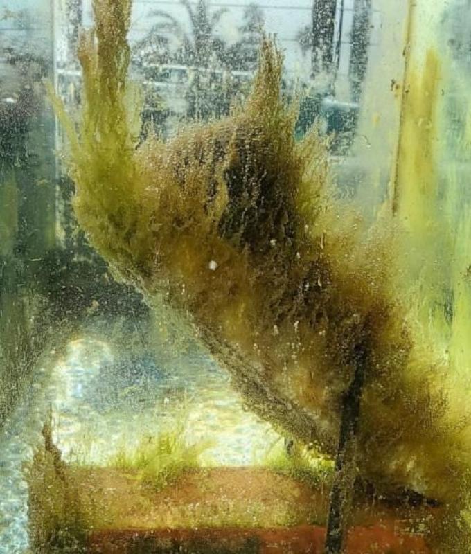 Des scientifiques ont trouvé un moyen de fabriquer du plastique à base d’algues qui se décompose complètement