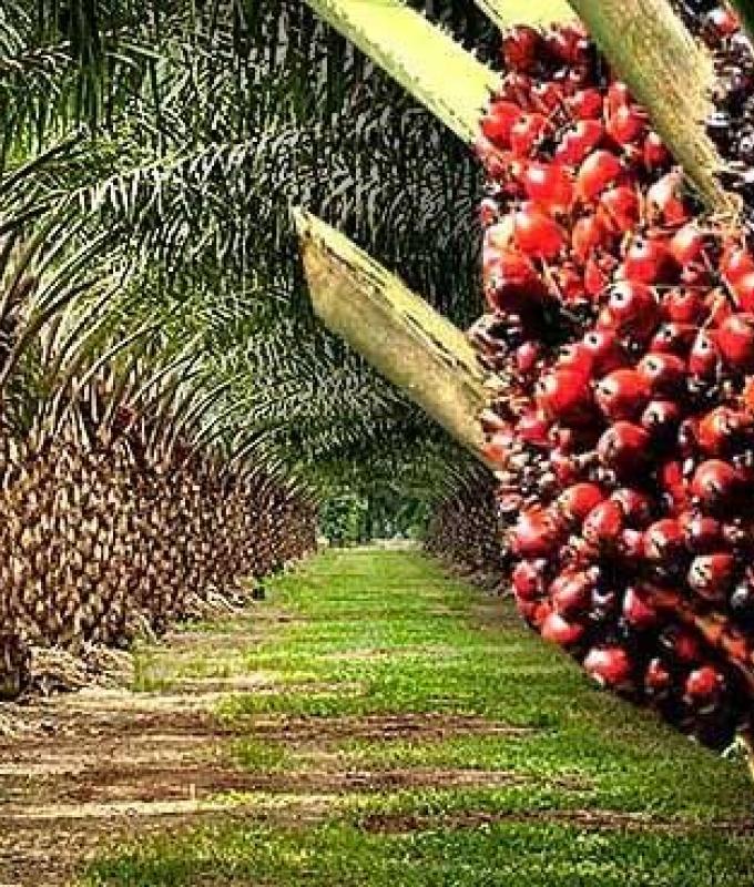 Diamond Stripes s’apprête à relancer l’huile de palme moribond Enugu