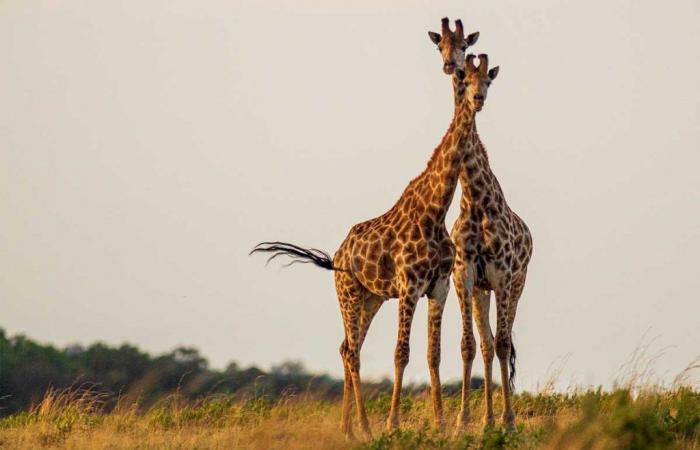 Les femelles girafes ont un cou plus long pour nourrir leurs petits.
