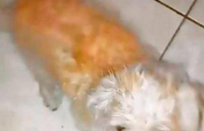 Un chien a été jeté du 12ème étage à Antioquia pour se venger d’une bagarre entre un couple