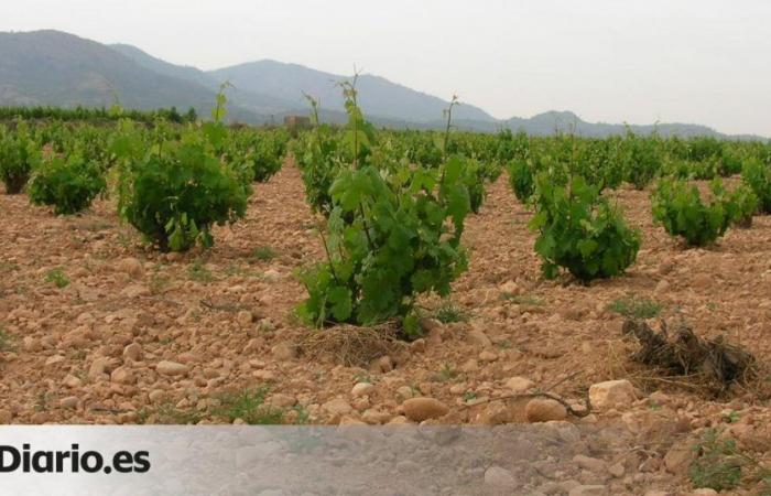 La Rioja recevra plus de 14 millions, qui couvriront 67% des demandes de récolte verte.