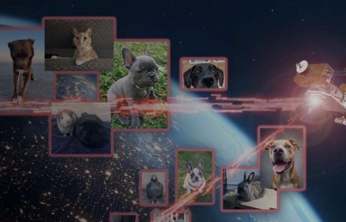 Partage de photos d’animaux de compagnie : la NASA a testé une nouvelle technologie laser dans les communications | Actualités