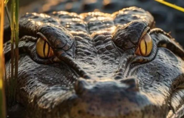Australie : un crocodile qui poursuivait des enfants et des animaux domestiques a été tué et mangé