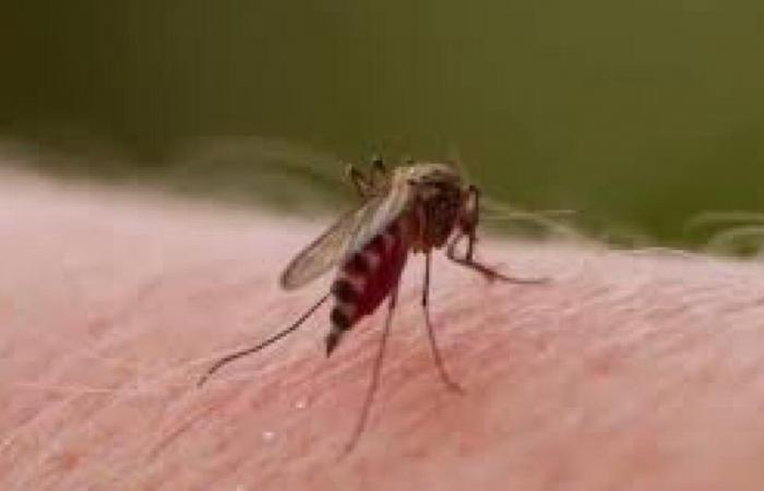 Dengue à Huila : Neiva, Pitalito et Garzón, les communes les plus touchées
