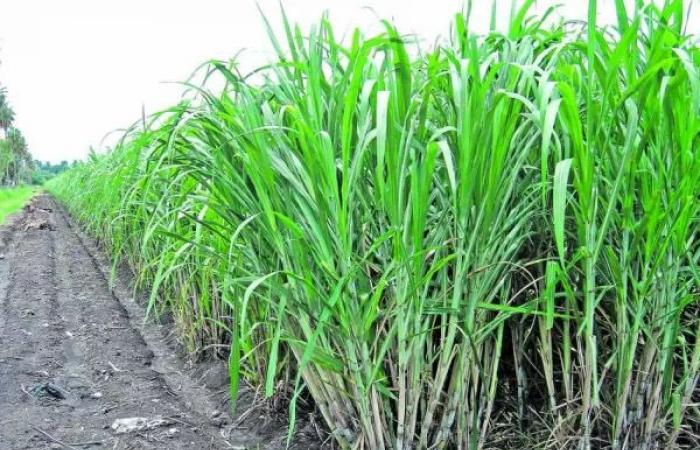Le peu de pluie et les températures optimales ont favorisé la maturation du champ de canne à sucre.