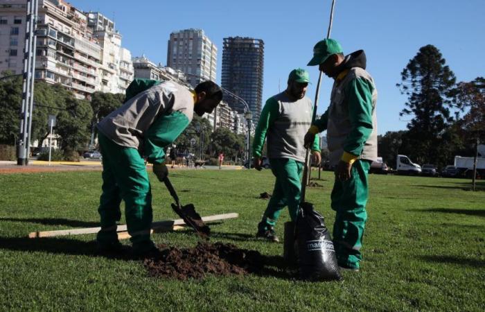Après la tempête dévastatrice de décembre, 50 % d’arbres en plus seront plantés dans la ville de Buenos Aires par rapport à l’année dernière.
