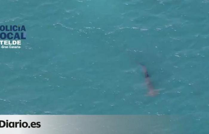 Le requin aperçu sur la plage de Melenara réapparaît, à nouveau fermée à la baignade