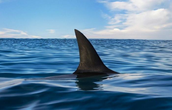 Panique face à l’apparition d’un requin de deux mètres sur une plage en Espagne