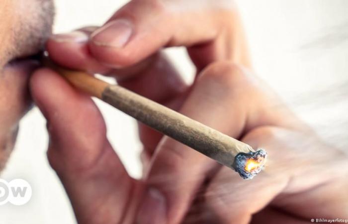 L’industrie allemande du cannabis commence à prospérer – DW – 16/06/2024