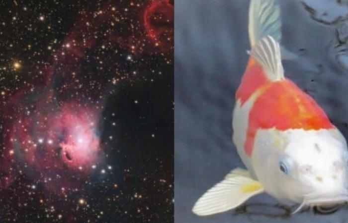Un “poisson Koi” dans l’espace : une nébuleuse colorée capturée depuis un observatoire de la région d’Antofagasta