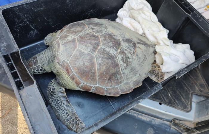 En quoi consiste la demande de protection des tortues marines ?