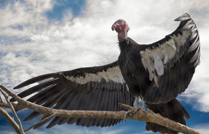 Des scientifiques canadiens conçoivent des éoliennes inspirées de l’oiseau volant le plus lourd du monde