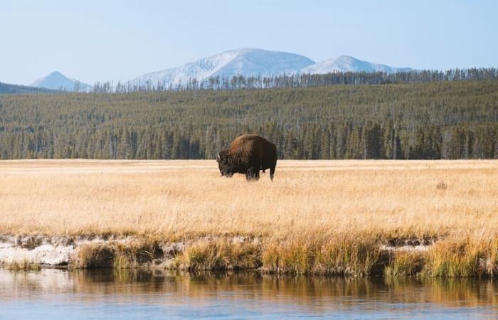 Un animal rare est né à Yellowstone : pourquoi il est lié à la « seconde arrivée » de Jésus-Christ