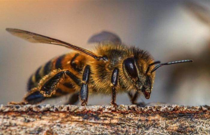 Les États-Unis veulent défendre leurs abeilles contre ce nouvel ennemi mortel à deux ailes