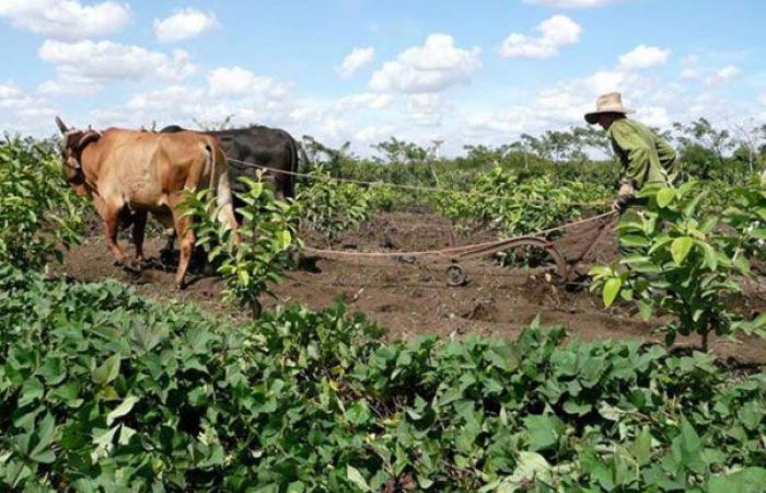 La coopérative paysanne de Camagüey réalise de bonnes performances