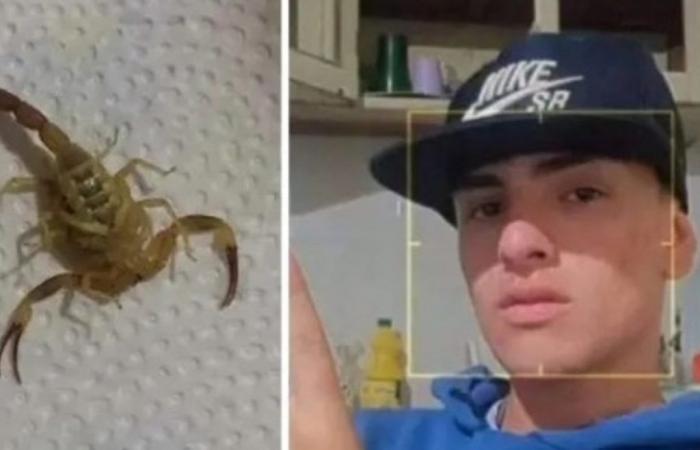 Un jeune homme a été piqué deux fois par un scorpion alors qu’il dormait : il se bat pour sa vie