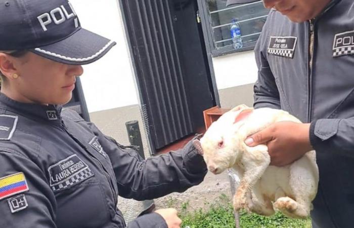 Ils adoptent Hope, un lapin qui a survécu à la tragédie de Pereira