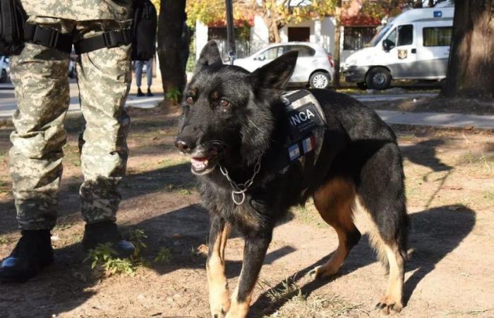 Inca, le plus ancien chien « agent » du service pénitentiaire de Cordoue, prend sa retraite