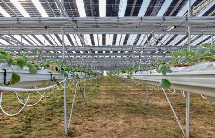Un agriculteur français lance la première installation de culture de fraises recouverte de panneaux photovoltaïques semi-transparents et d’écrans d’ombrage dynamiques