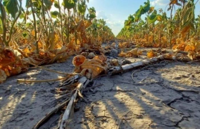 Le défi de la lutte contre la désertification en Argentine : « Les législations en la matière doivent être un document évolutif »