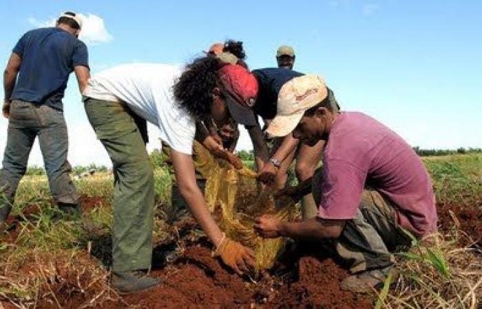 L’UJC consolide sa contribution au développement socio-économique de Camagüey