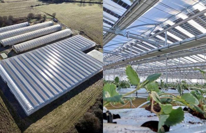 Un agriculteur français lance la première installation de culture de fraises recouverte de panneaux photovoltaïques semi-transparents et d’écrans d’ombrage dynamiques