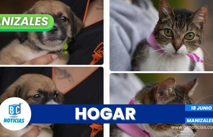Trois chats et deux chiens ont trouvé un nouveau foyer lors d’un récent événement d’adoption d’animaux de compagnie à Manizales