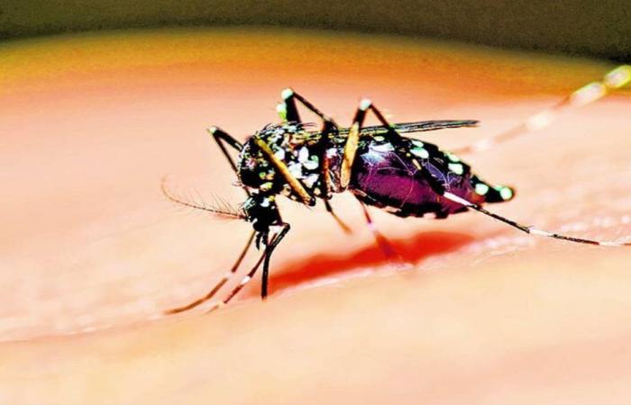 Les autorités de Cundinamarca et du district travaillent dur pour lutter contre la dengue