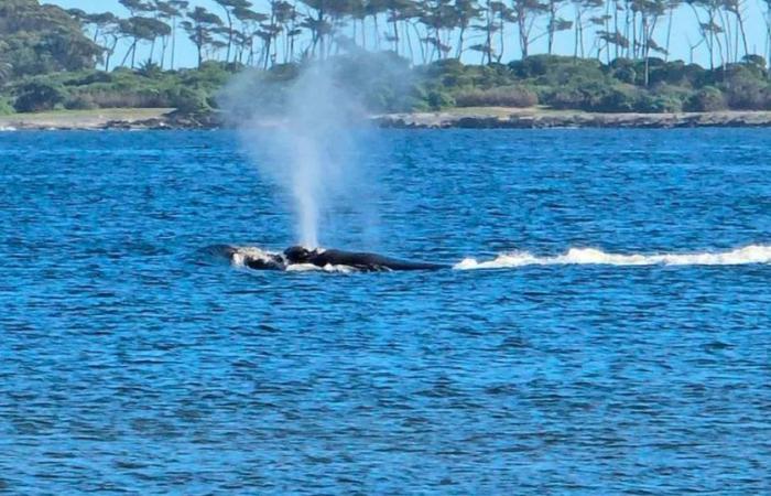 Un spectacle insolite : une baleine franche australe est arrivée au port de Punta del Este