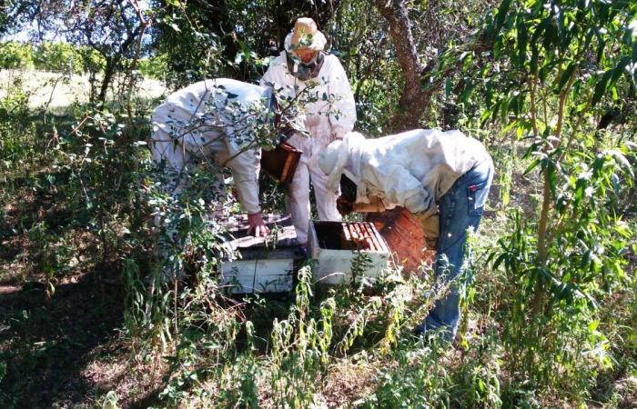 Apiculture : Entre Ríos œuvre pour prévenir le petit coléoptère des ruches