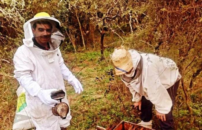 Apiculture : Entre Ríos œuvre pour prévenir le petit coléoptère des ruches
