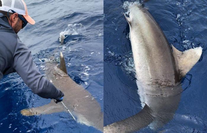 Ils marquent un requin à pointes blanches pour la première fois sur l’île