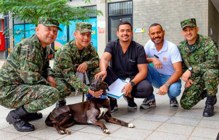 « Negrita », le chien écrasé qui a été sauvé par des soldats de l’armée et des professionnels du Centre de protection des animaux de Cali