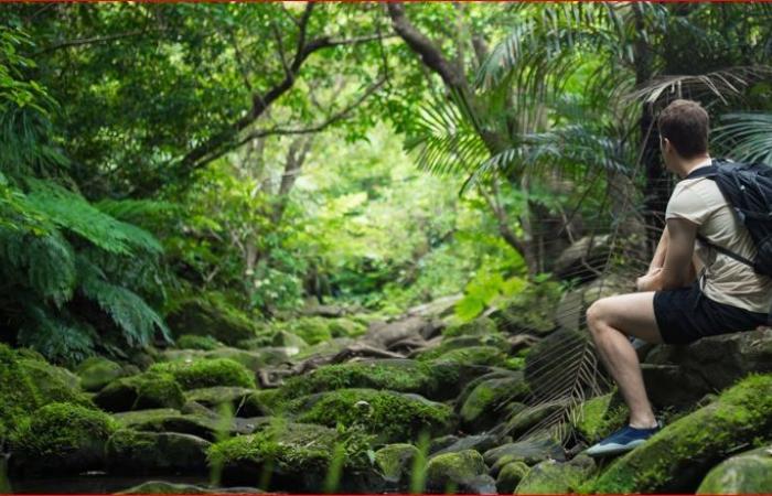 Saviez-vous que le 22 juin, Journée mondiale de la forêt tropicale ? : Amazonas, destination recommandée