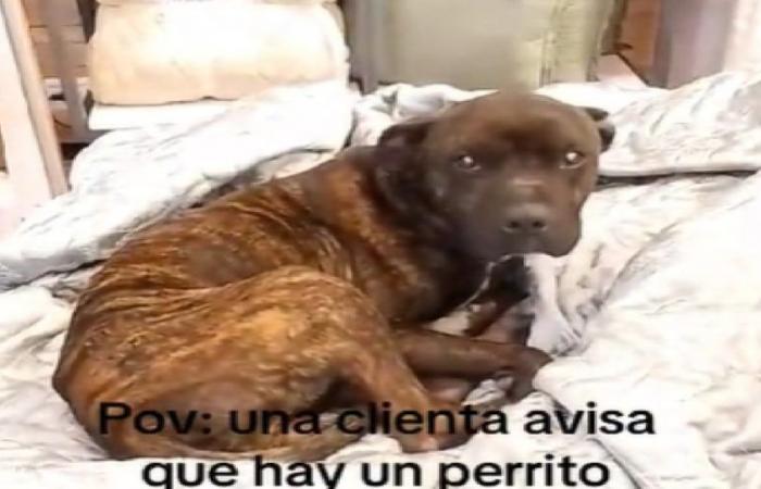Vidéo | Un petit chien s’est couché dans un magasin de matelas à Neuquén et a provoqué de la tendresse chez les clients