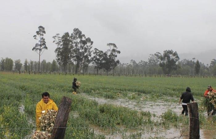 Recommandations et préparations du Département de l’Agriculture de Boyacá pour la saison des pluies