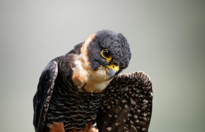 Jonathan Layton a photographié plus de 200 espèces d’oiseaux à Bucaramanga