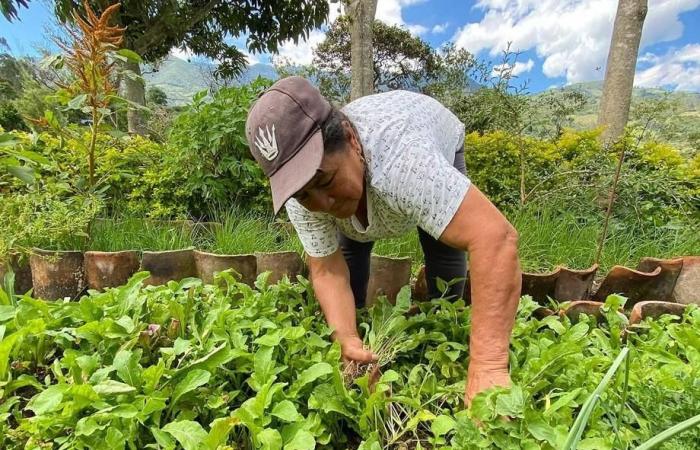 « La Tulpa » : essence de l’agriculture biologique à Nariño