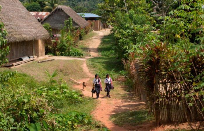 Amazonas : 532 filles maltraitées et seulement 112 enseignants licenciés|Ministère de l’Éducation | Awajun | Société