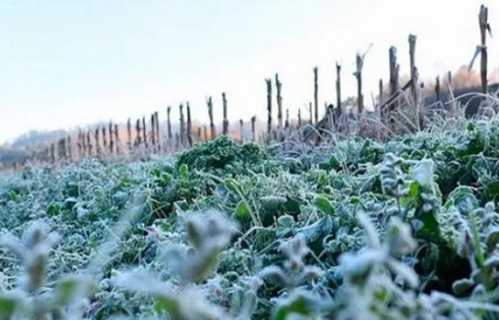 Gel à Cordoue. La première semaine de l’hiver a commencé avec des températures inférieures à zéro • Agro Verdad