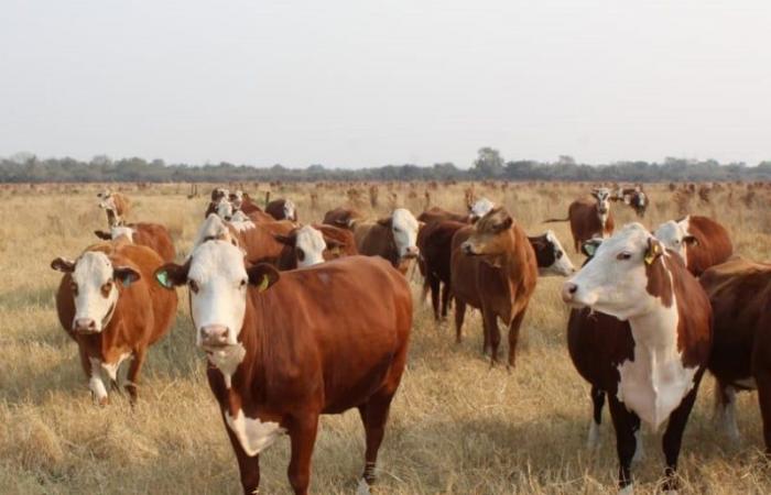 Il y a 230 000 bovins en moins – Diario El Argentino de Gualeguaychú. Édition en ligne