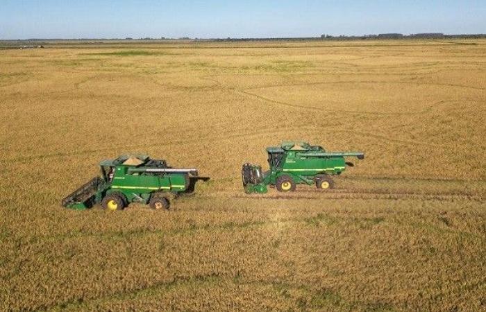 la production de riz a augmenté de 13% – El Diario Paraná