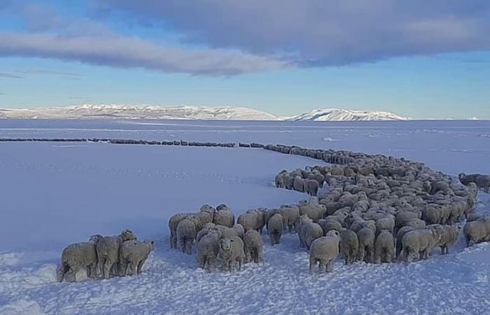 Désespoir et 7 heures de voyage pour que les moutons ne meurent pas dans la région la plus froide du monde