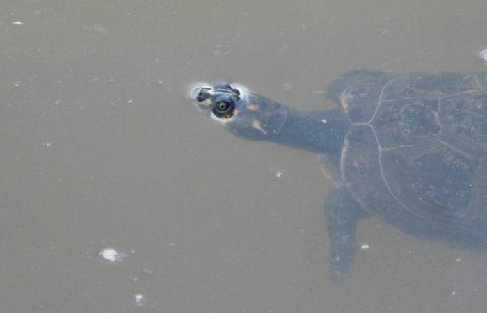 162 tortues sauvées du trafic d’animaux sauvages à Medellín sont renvoyées dans leur habitat naturel