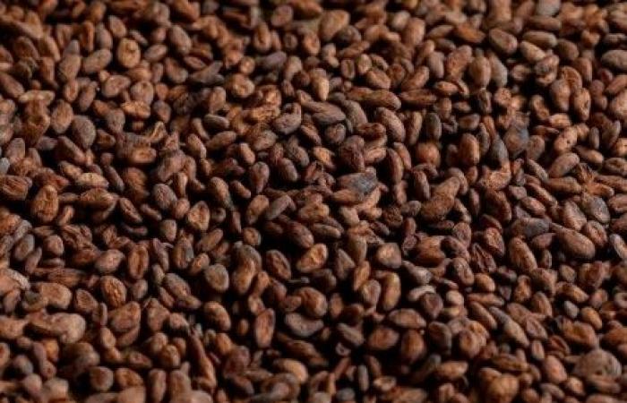 Les prix du cacao stables après avoir plongé dans un commerce volatil