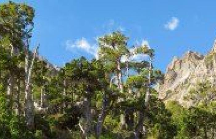 Restauration des forêts de Neuquén avec des graines de cyprès d’INTA Bariloche