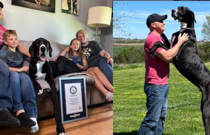 Kevin, le chien le plus grand du monde, est décédé une semaine après avoir battu le record Guinness : c’est connu