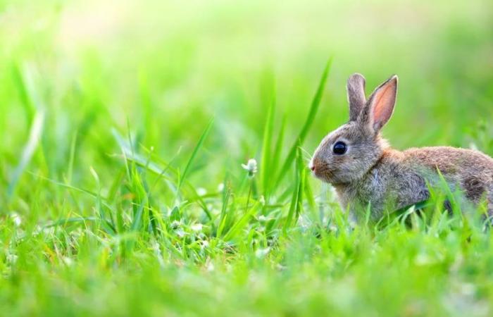 Comment le lapin domestique est-il devenu un maître colonisateur ? La science a la réponse