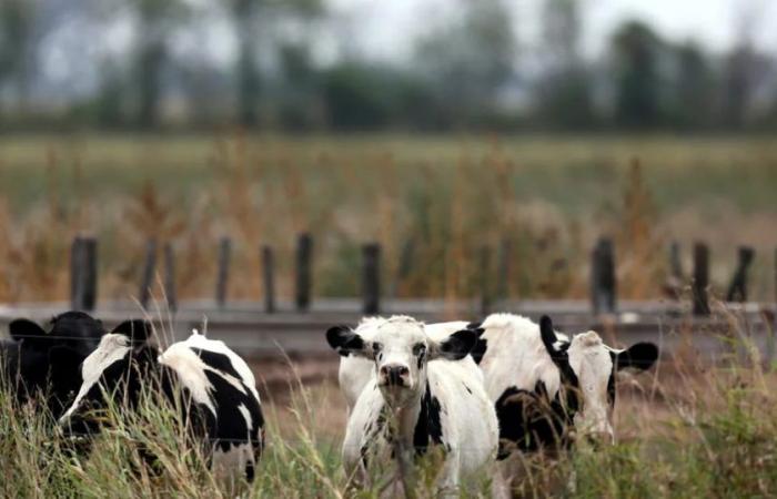 Taxes sur les flatulences des vaches et des porcs, l’initiative du Danemark pour prendre soin de l’environnement