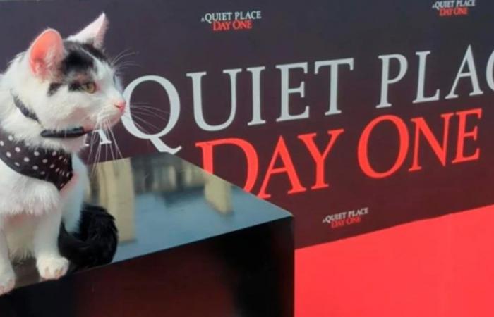 Frodon, le chat qui a volé la vedette à Lupita Nyong’o dans “A Quiet Place: Day One”